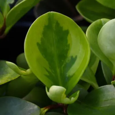 Lemon Lime Baby Rubber Plant