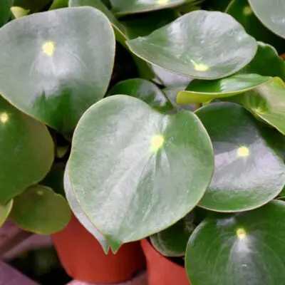 Raindrop Peperomia