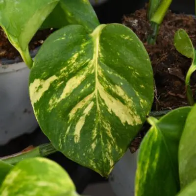 Hawaiian Pothos