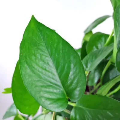 Jade Pothos