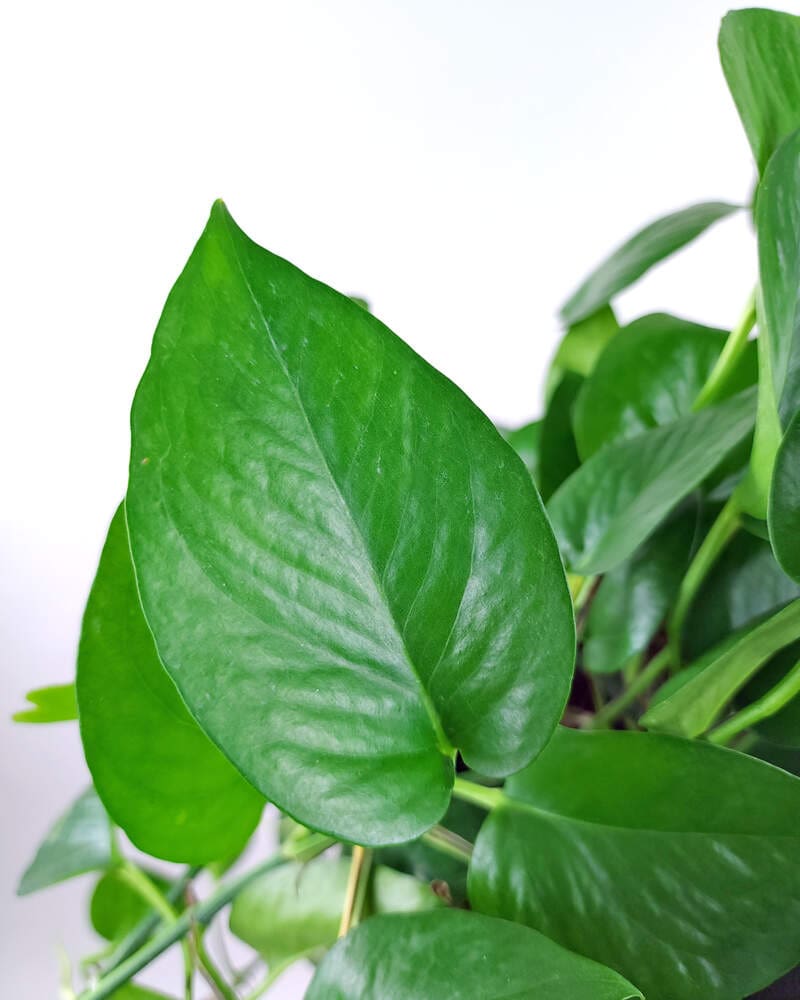 Jade Pothos