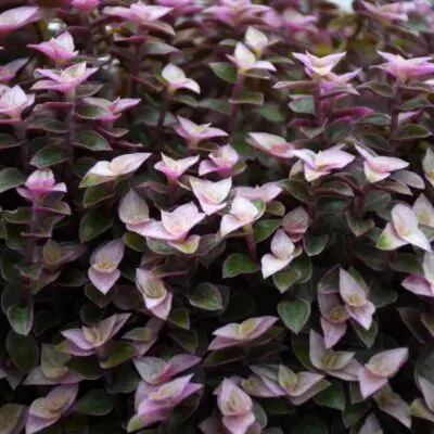 Pink Panther Tradescantia