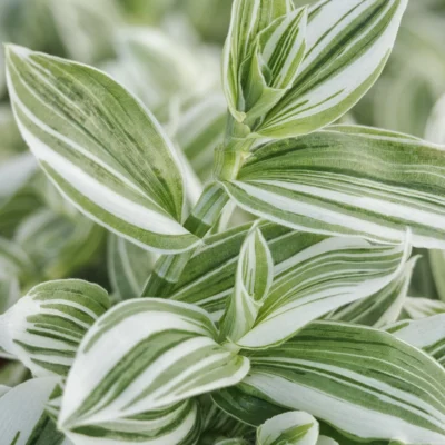 Sanna Tradescantia