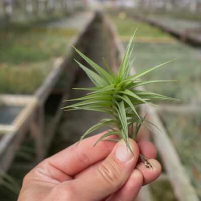 Aeranthos Green Gem