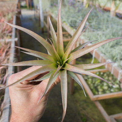 Capitata Guzmanoides 3-4"