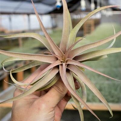 Capitata Peach 5-6"