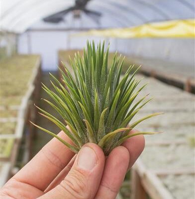 Ionantha Big Green