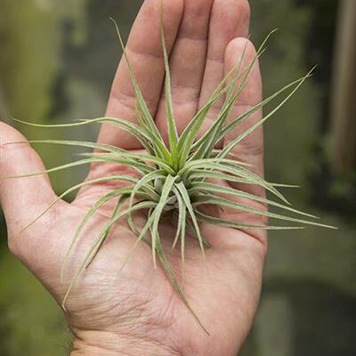 Ionantha Scaposa XL 3-4"
