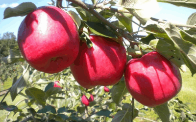 First Kiss Apples