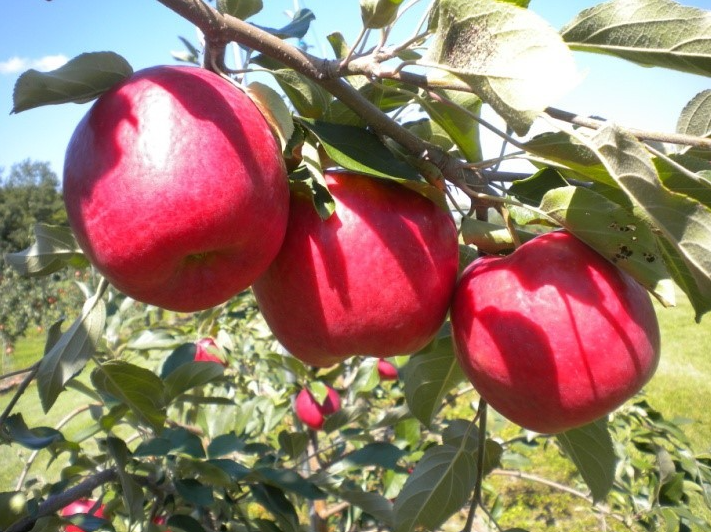 First Kiss Apples