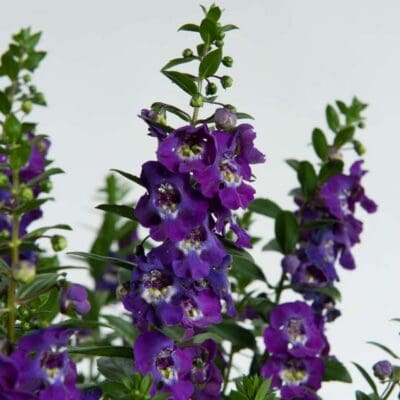 Alonia Big Blue Angelonia