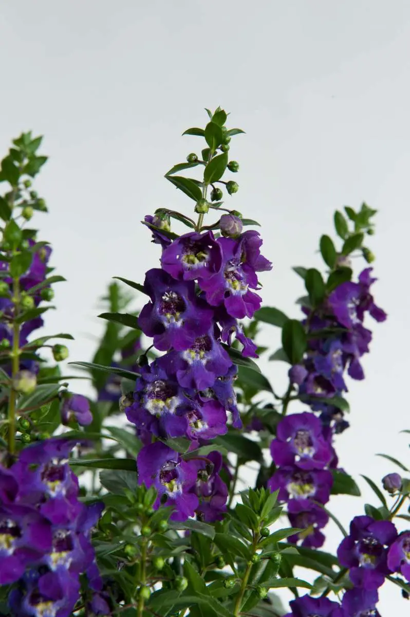 Alonia Big Blue Angelonia