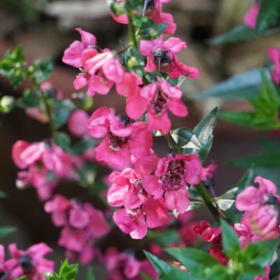 Alonia Big Dark Pink Angelonia