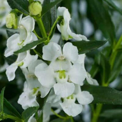 Alonia Big Snow Angelonia