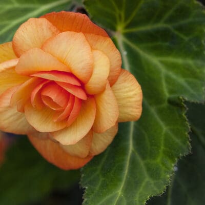 Illumination Apricot Shades Begonia