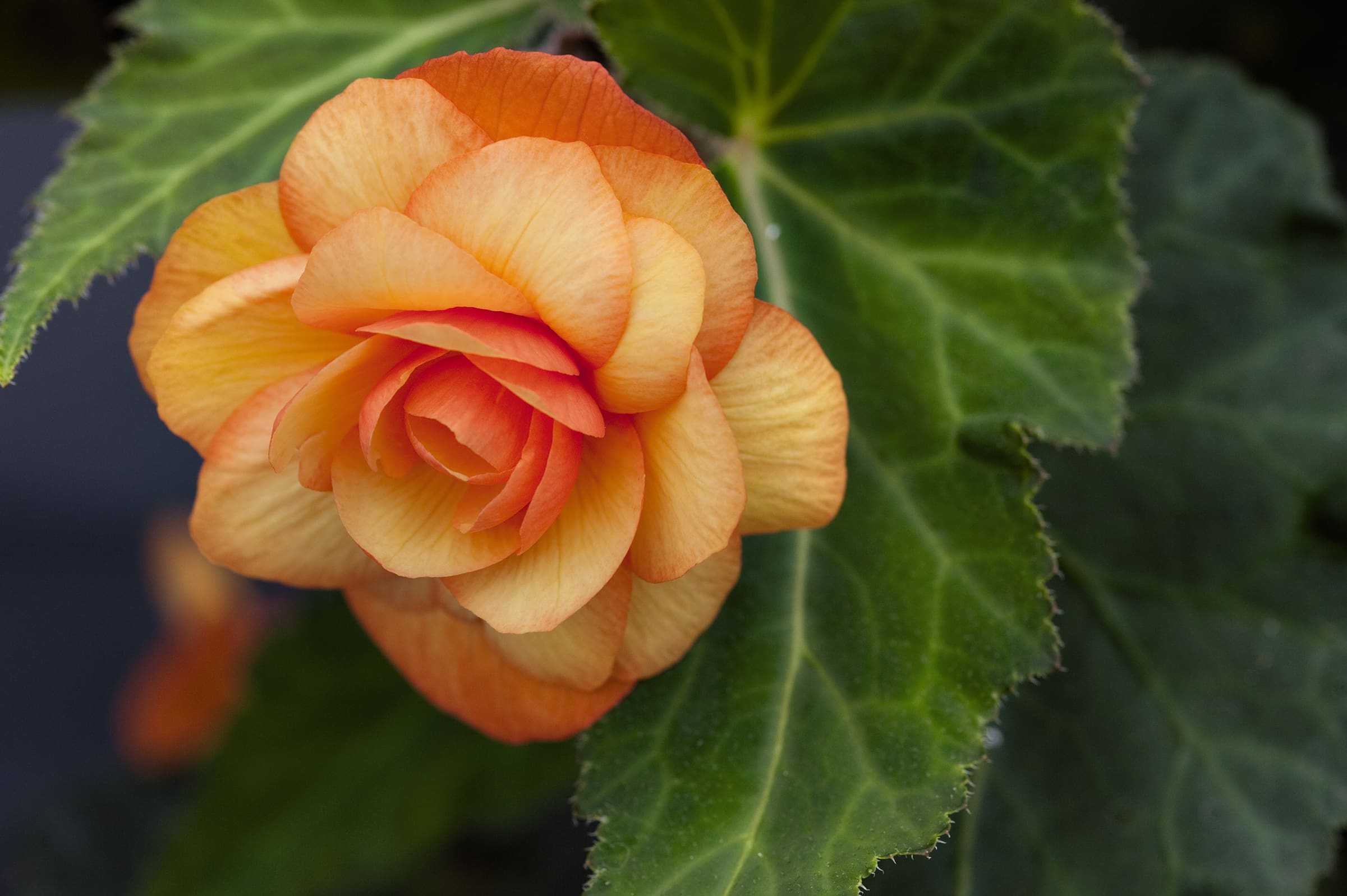 Illumination Apricot Shades Begonia