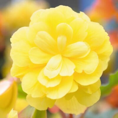 Illumination Lemon Begonia