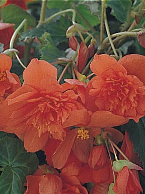 Illumination Orange Begonia