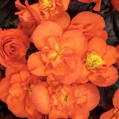 Solenia Chocolate Orange Begonia