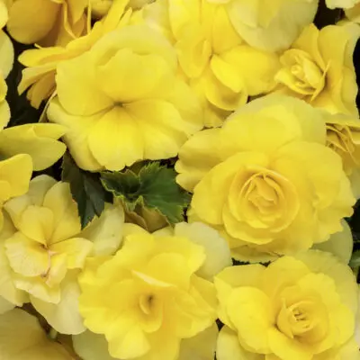 Solenia Yellow Begonia