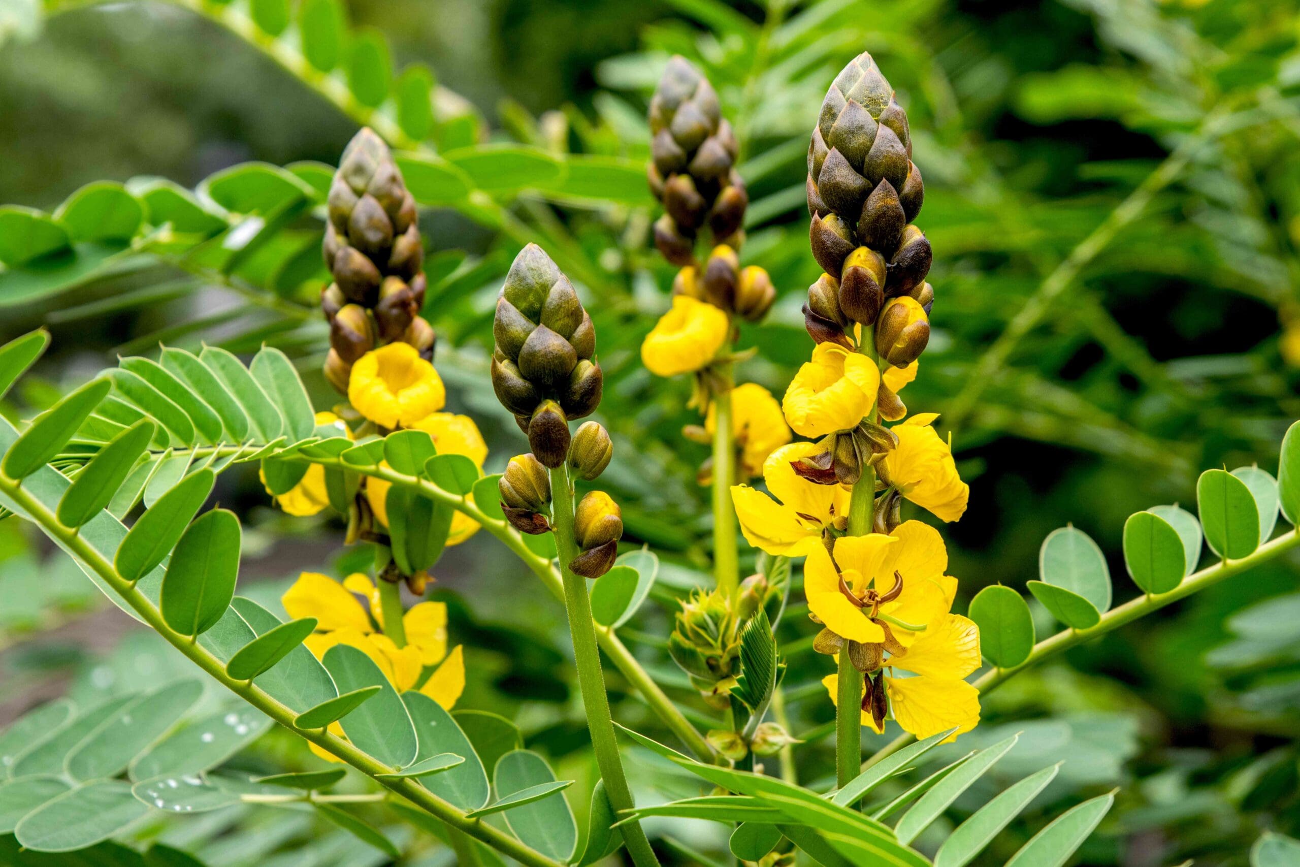 Popcorn Cassia