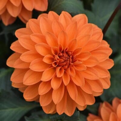 Dalaya Apricot Dahlia