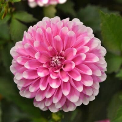 Dalaya Pink Lace Dahlia