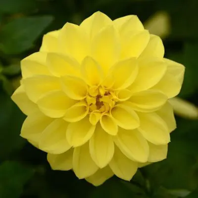 Dalaya Yellow Dahlia
