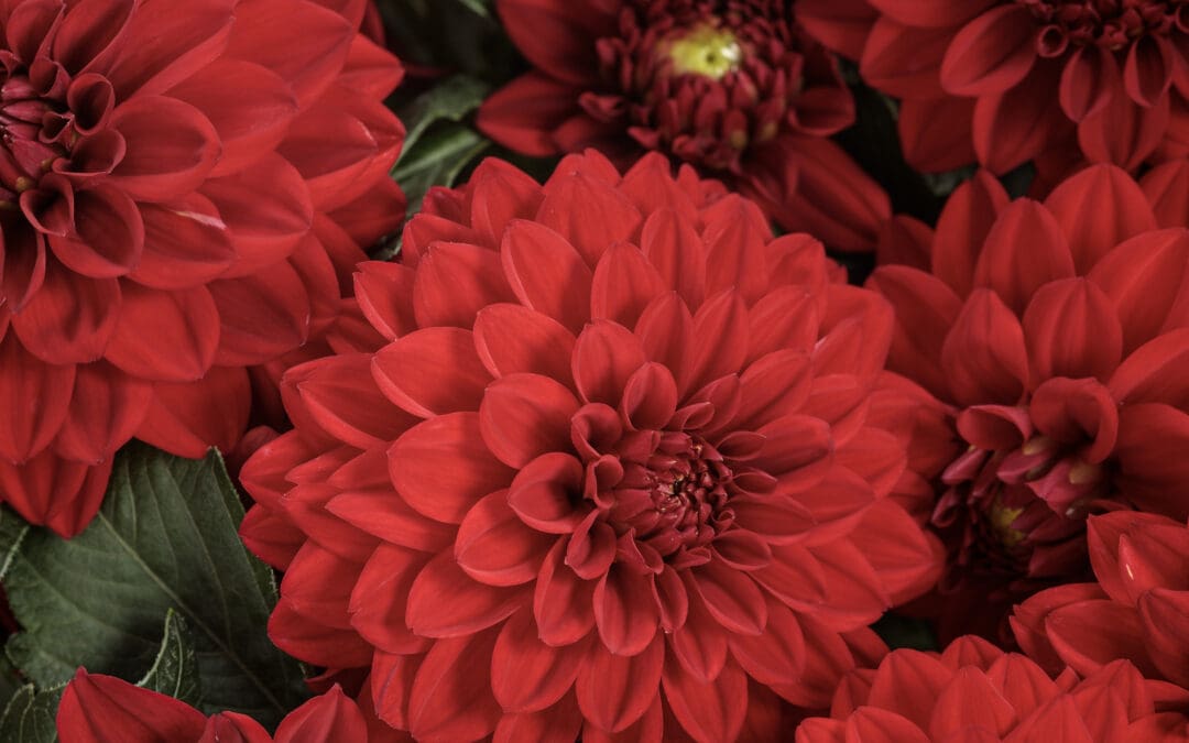 Virtuoso Classy Carmine Dahlia