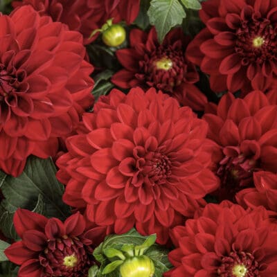 Virtuoso Classy Carmine Dahlia