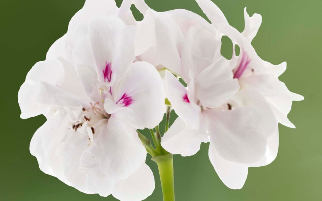 Ivy League White Imp Geranium