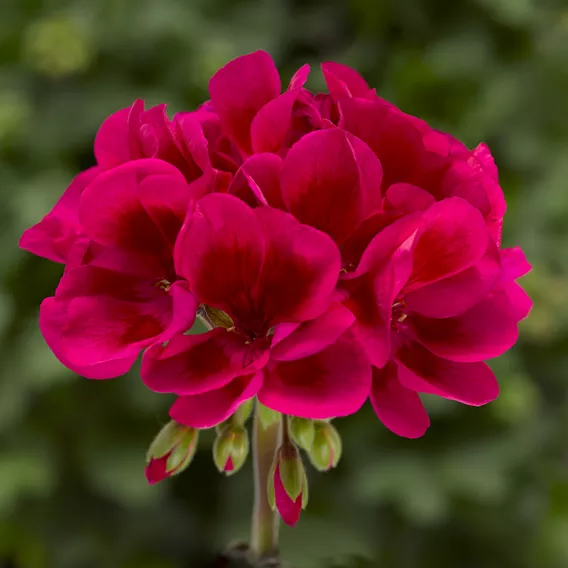 Mojo Cranberry Splash Zonal Geranium 10" XL Patio Pot