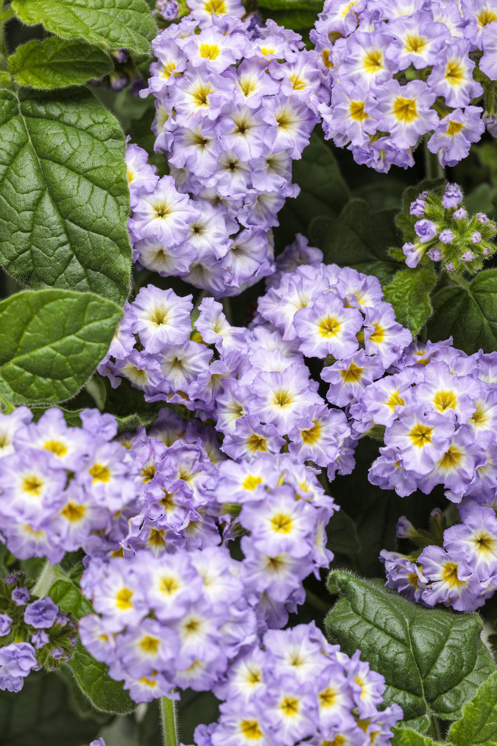 Augusta Lavender Heliotrope