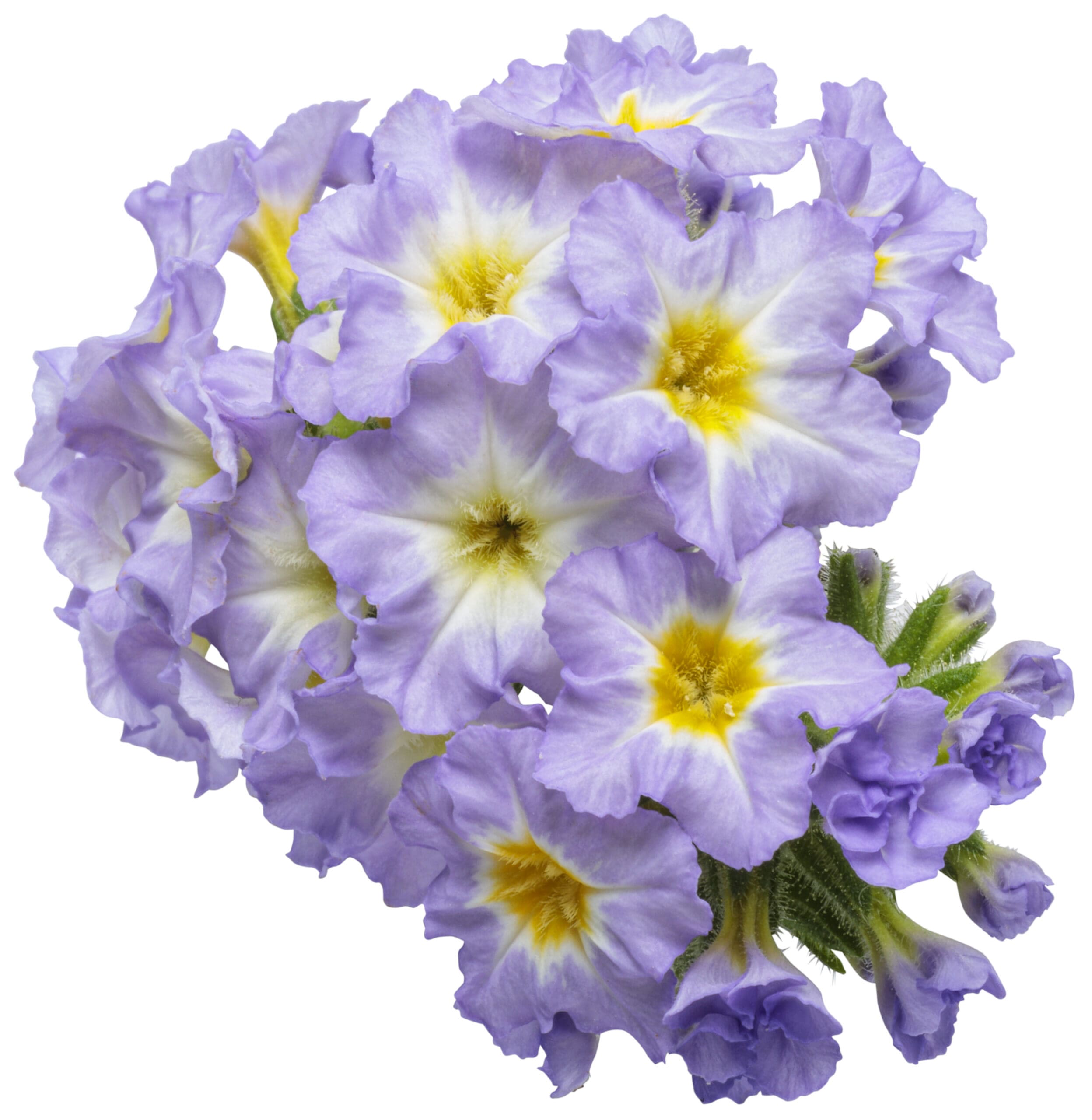 Augusta Lavender Heliotrope - Image 2