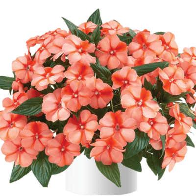 Harmony Apricot Cream New Guinea Impatiens