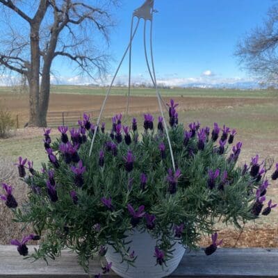 Purple Rain Lavender