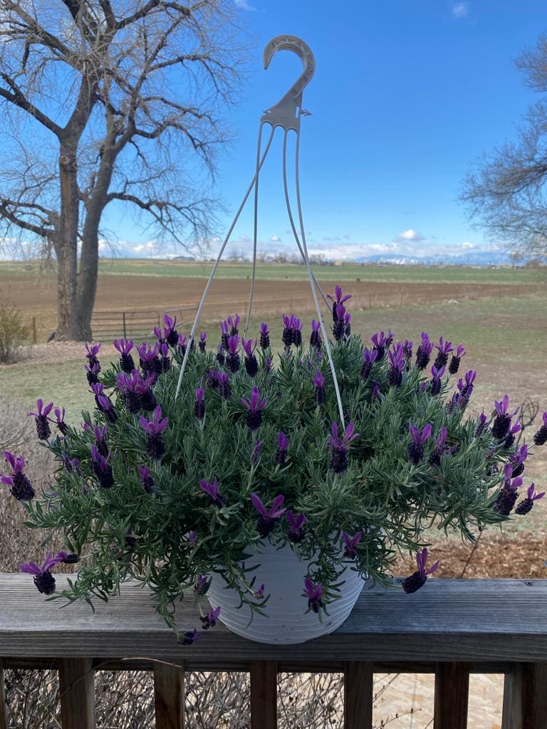 Purple Rain Lavender