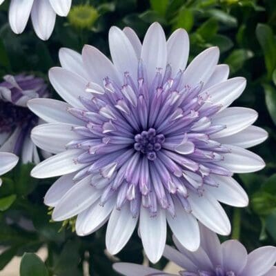 4-D Blue Ice Osteospermum