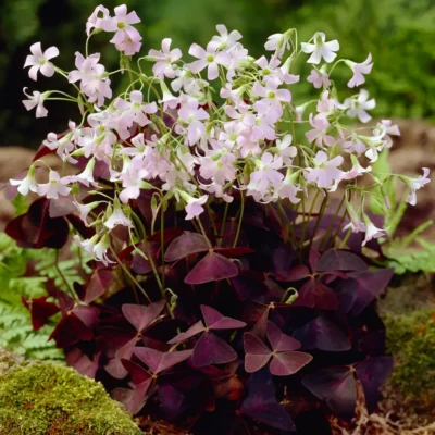 Burgundy Shamrock Oxalis