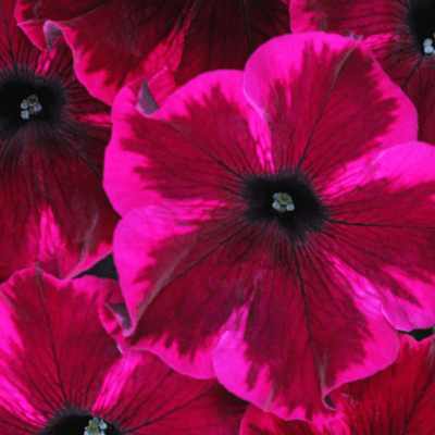 Crazytunia Cosmic Purple Petunia