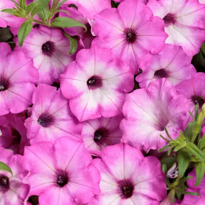 Supertunia Pink Tiara Petunia