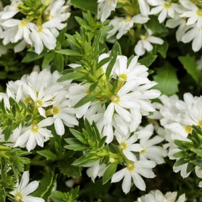 Whirlwind White III Fan Flower Scaevola