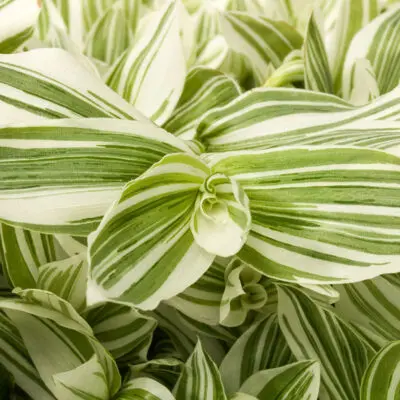 Pistachio White Tradescantia