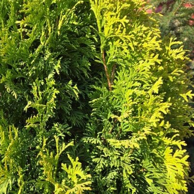 Amber Gold Arborvitae