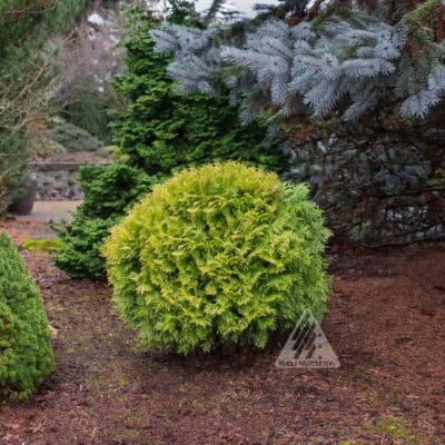 Autumn Moon Arborvitae