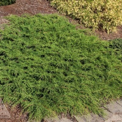 Siberian Cypress