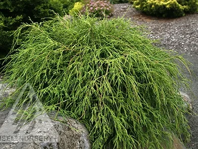 Threadbranch Cypress