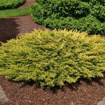Limeglow Juniper