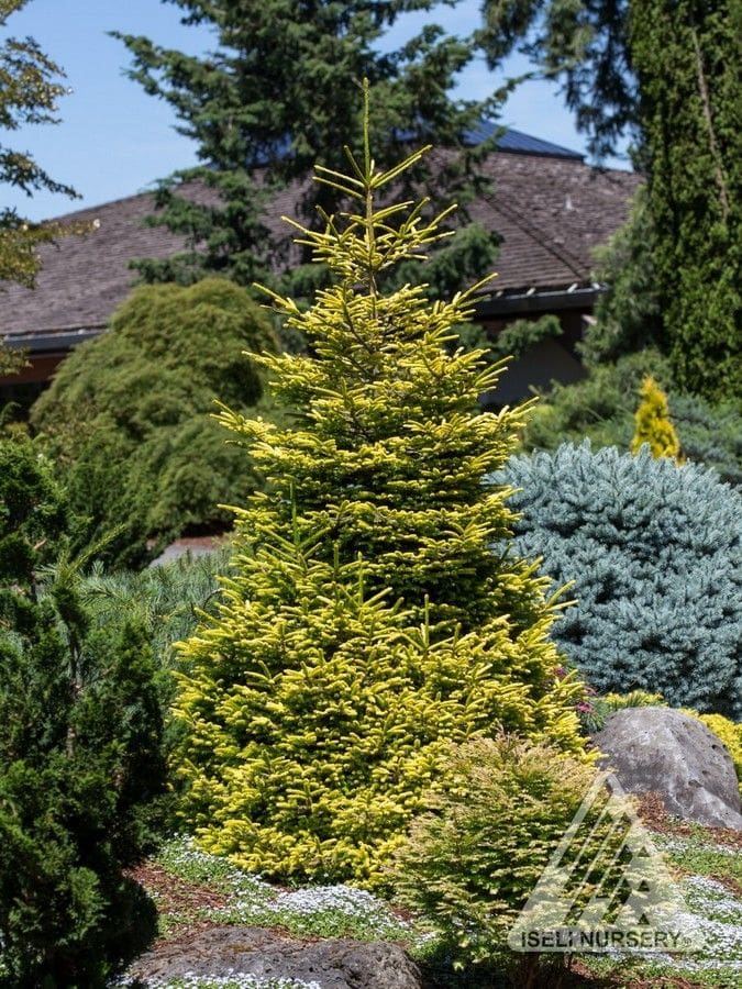 Firefly Oriental Spruce
