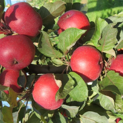 Fruit Snacks All Red Columnar Apple